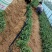 基地直销吉塞拉矮化樱桃砧木苗6号12号价格多少钱