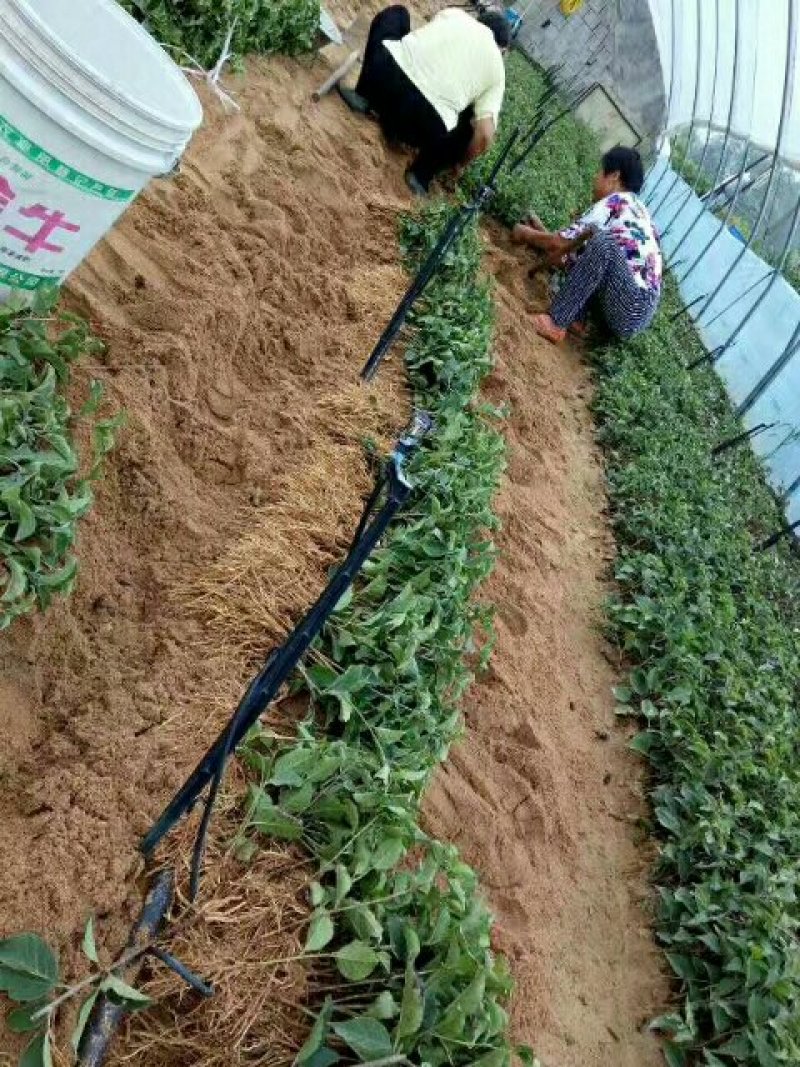 基地直销吉塞拉矮化樱桃砧木苗6号12号价格多少钱