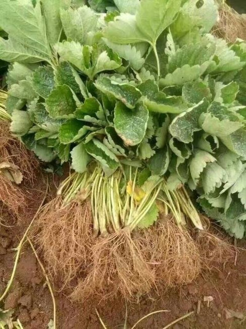 草莓苗百亩育苗基地，欢迎考察