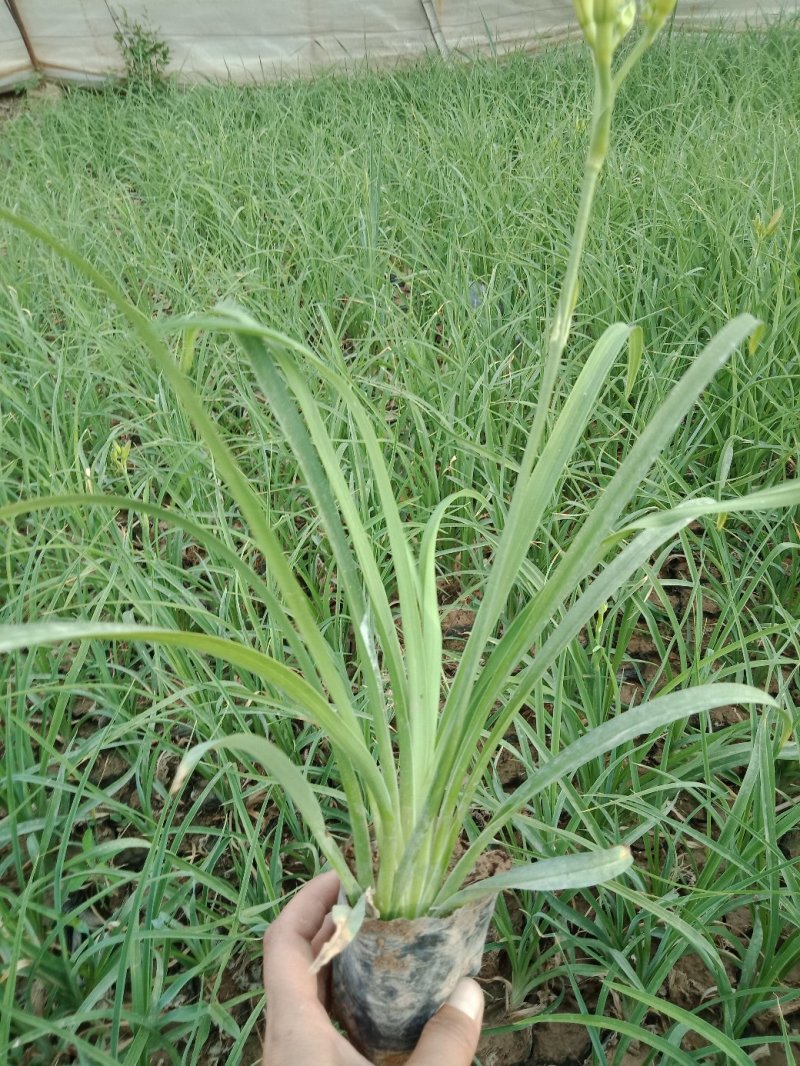 大花萱草