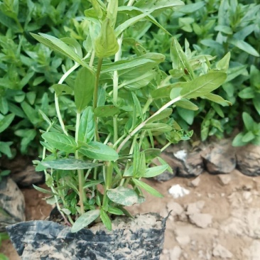 千屈菜