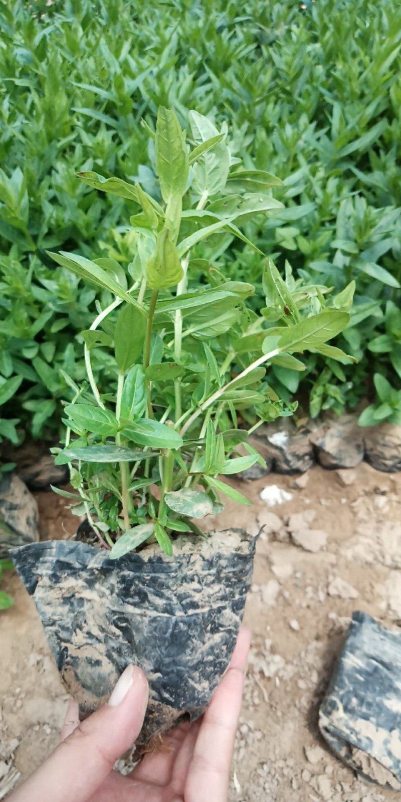 千屈菜