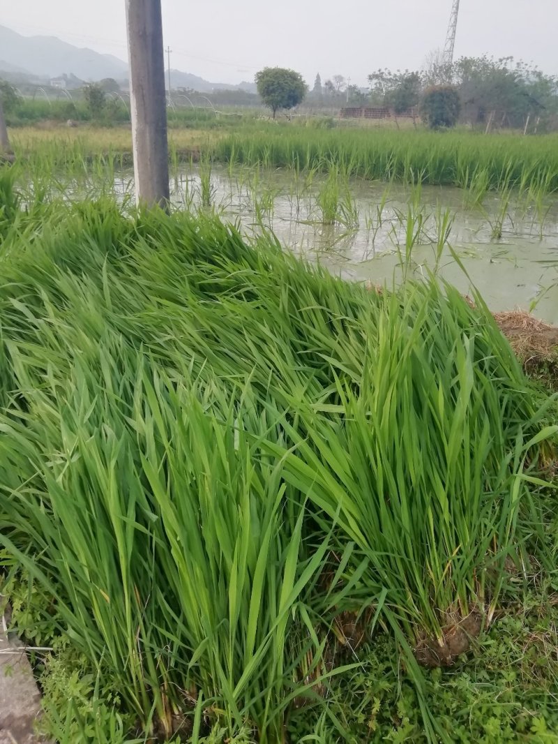 茭白种苗，浙江金华直发浙茭7号，浙茭3号双季茭白苗