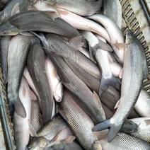 银鳕鱼，本地养殖，质量有保证
