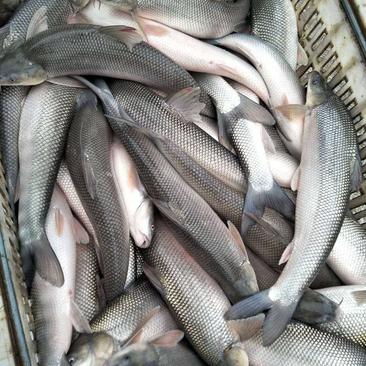 银鳕鱼，本地养殖，质量有保证