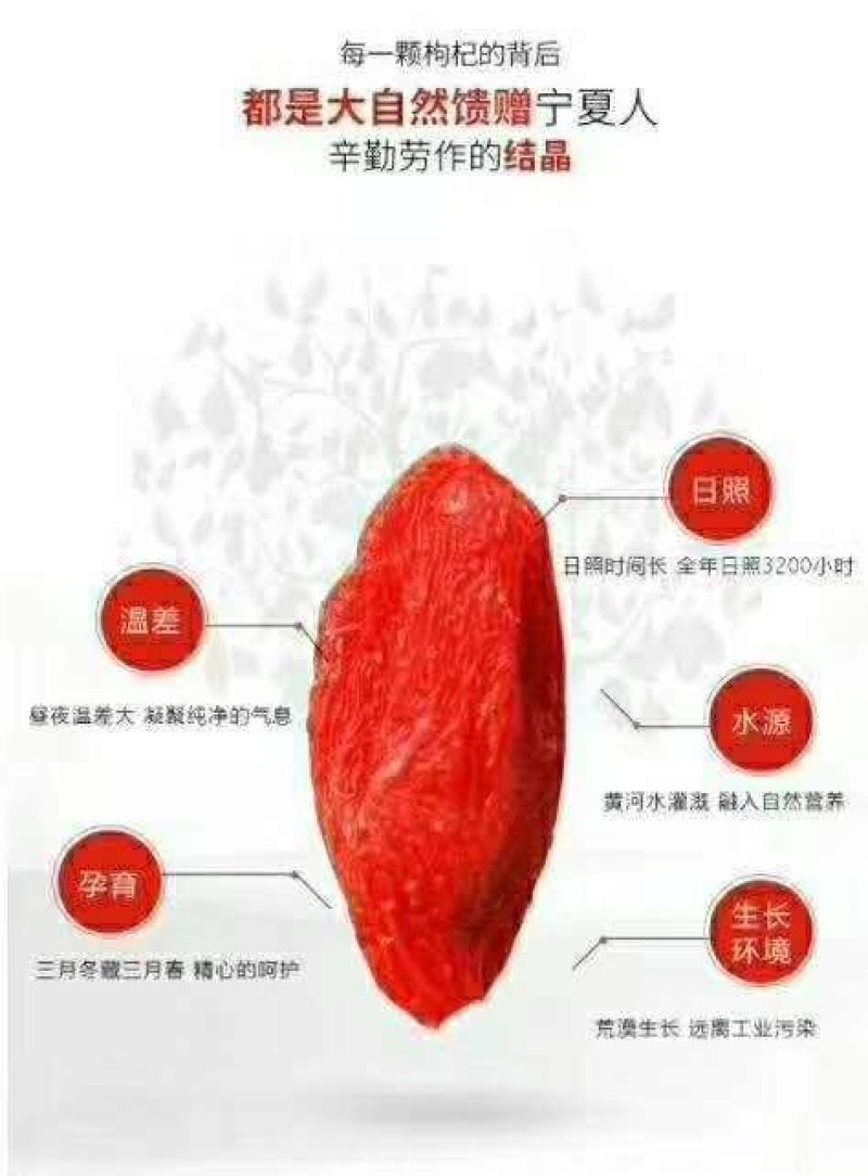牛宁夏正宗特级红枸杞王头茬新货包邮