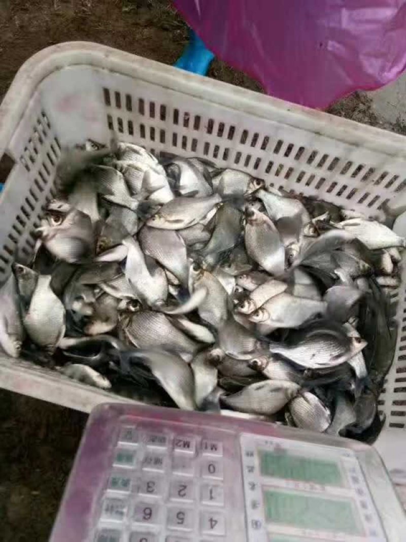 武昌鱼，本地养殖，质量很好