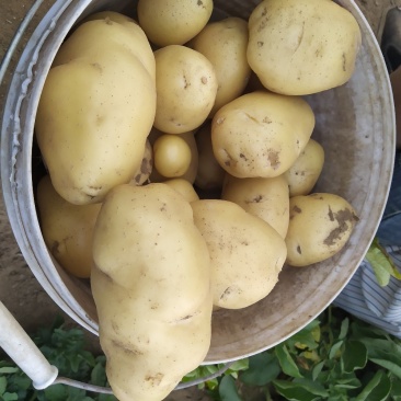 土豆