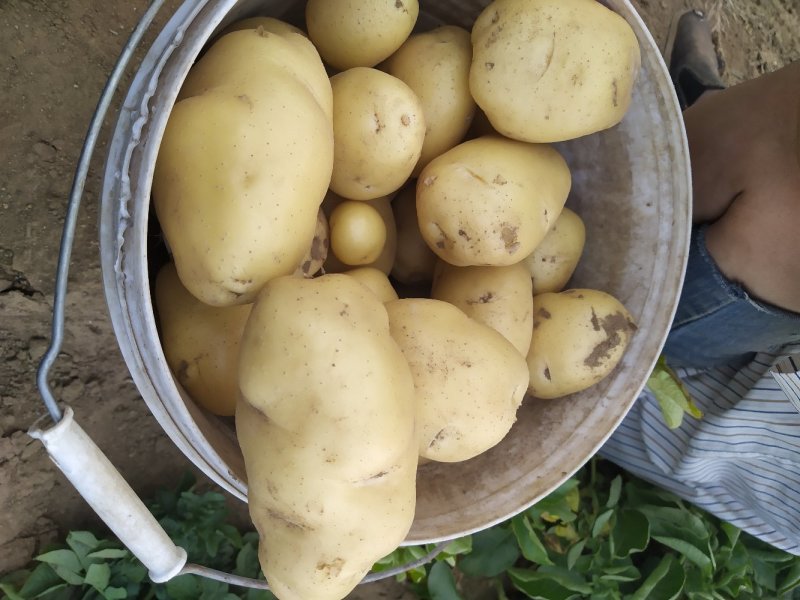 土豆