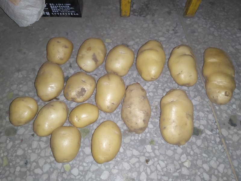 土豆