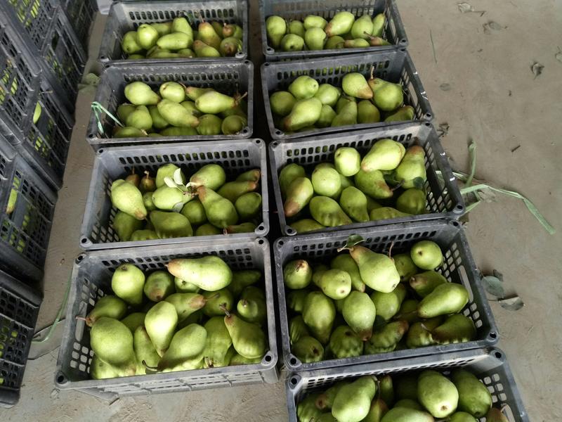 绿贵妃梨、大头梨、绿香蕉梨、油瓶梨，59香梨