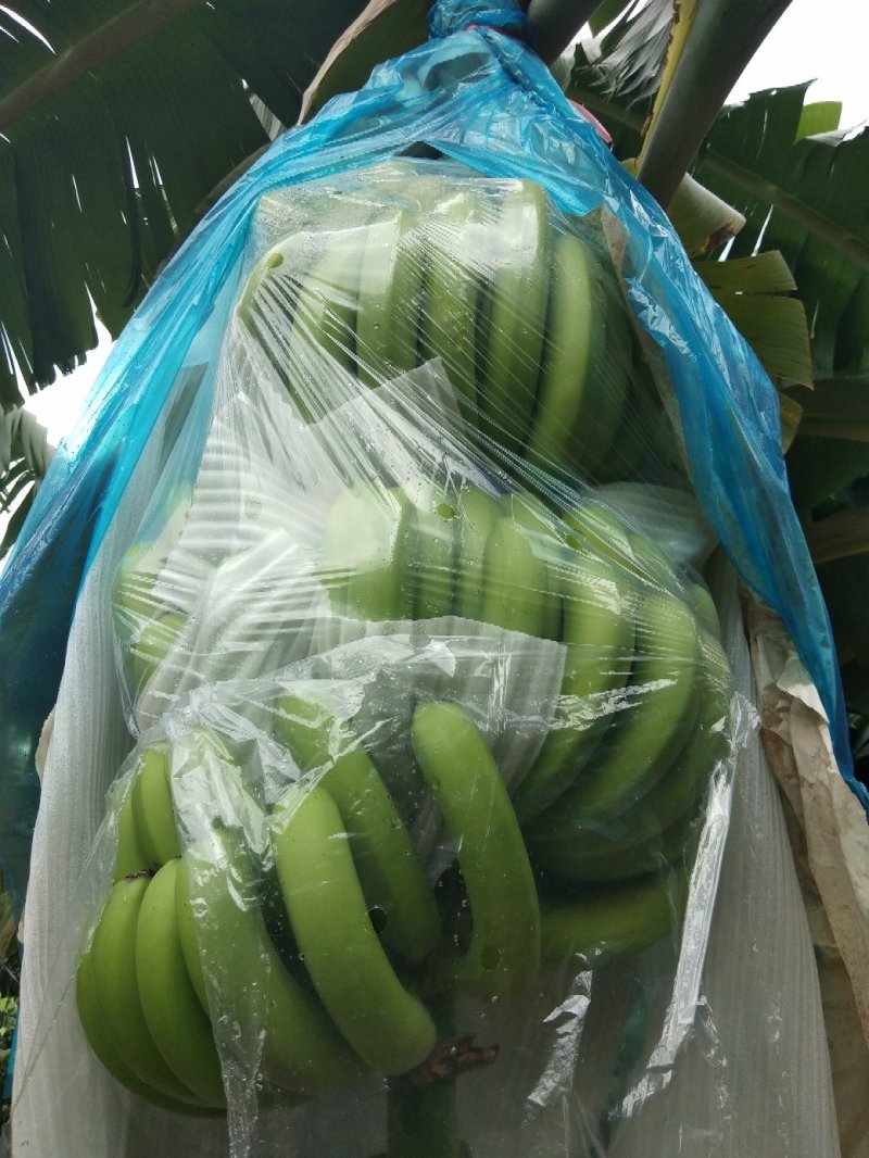 巴西香蕉