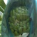 巴西香蕉