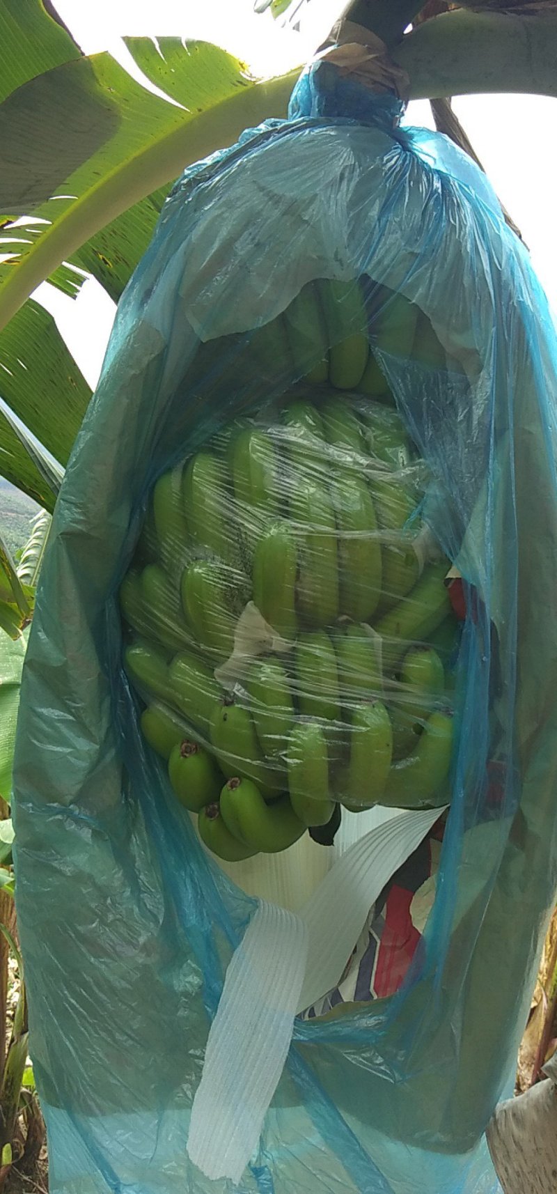 巴西香蕉
