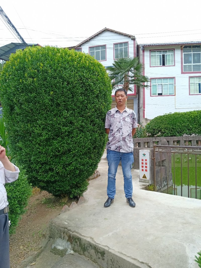 黄杨，千年矮