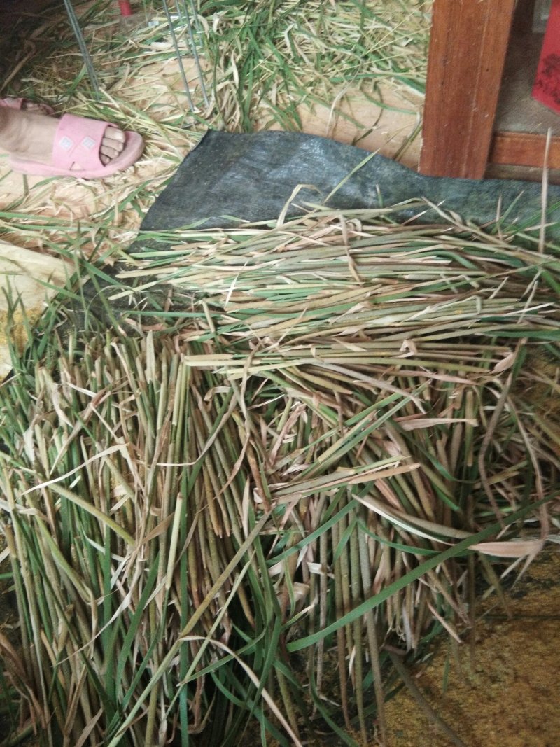 山东正品蒲黄，野生蒲黄，质量保证量大从优