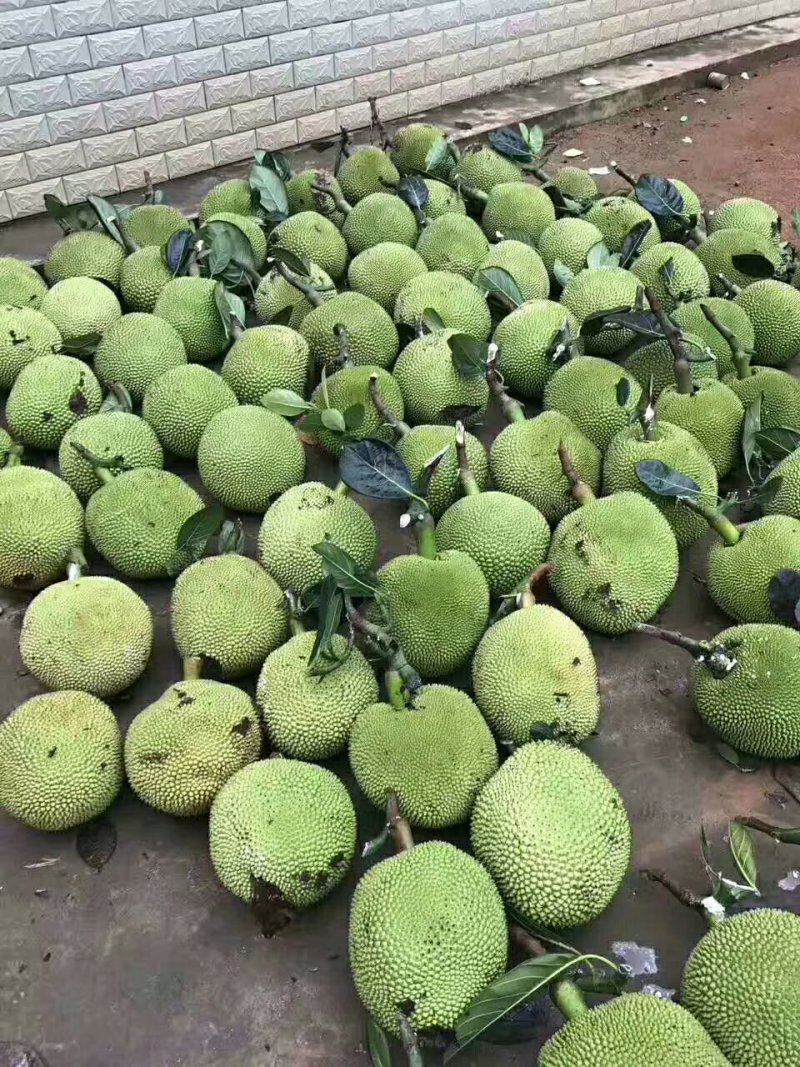 我现在有新的货原靓果，