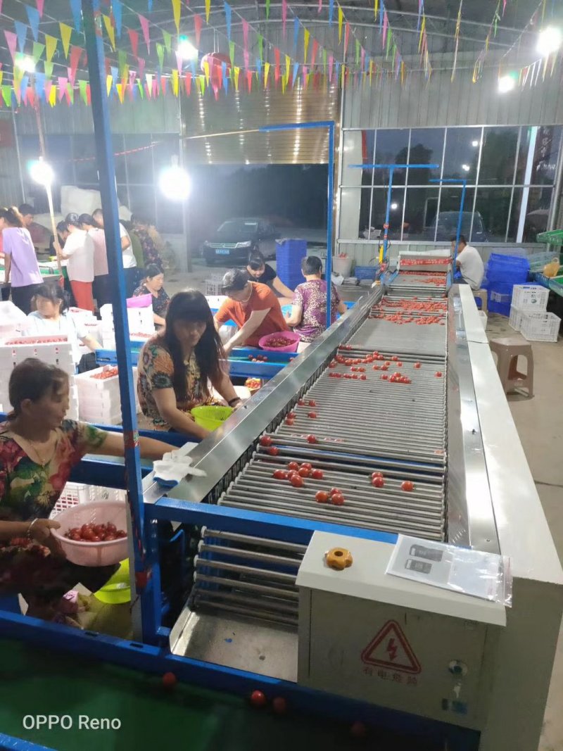 千禧圣女果超甜