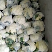 松散花上市中，供应全国各大市场市场，需要的老板联系