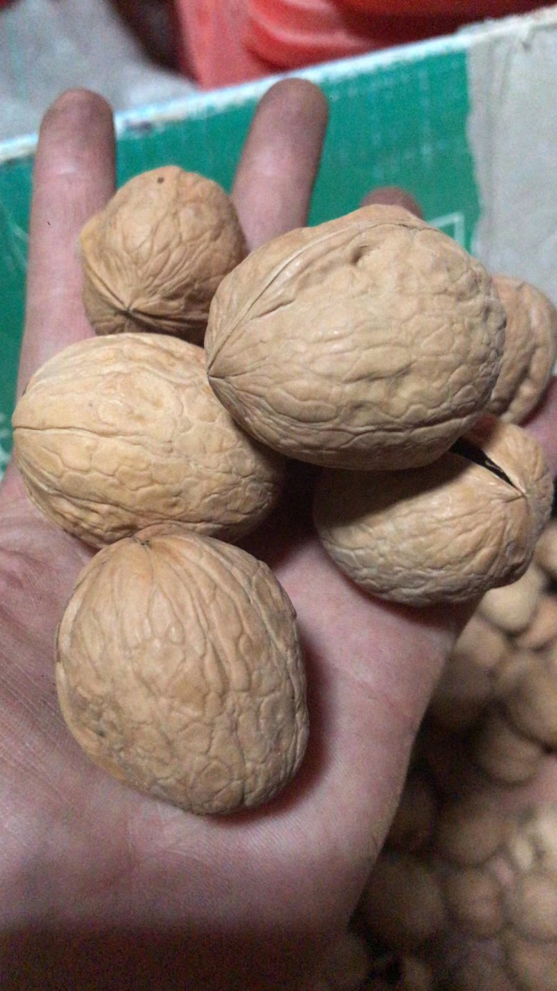 新疆阿克苏新2薄皮礼品核桃