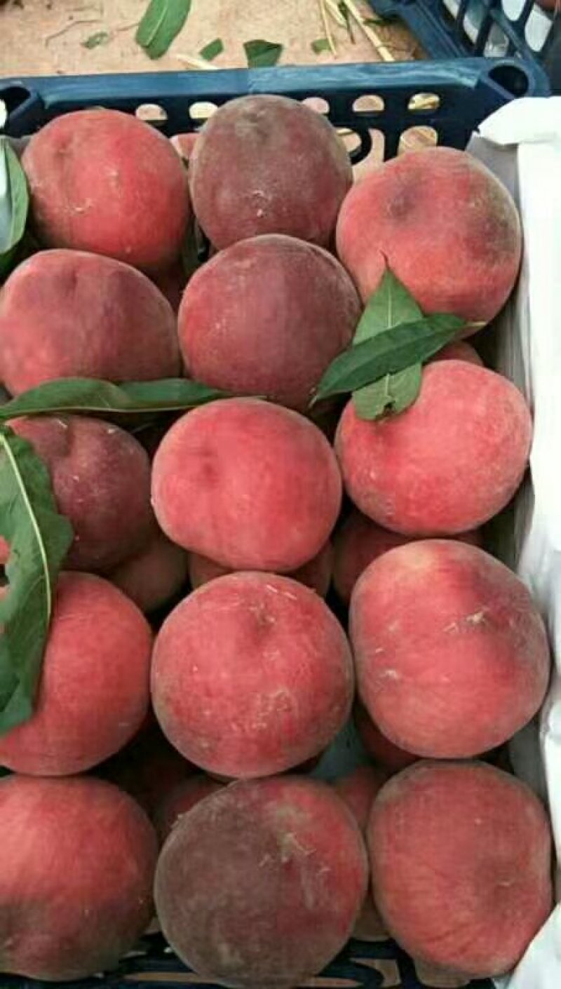 毛桃