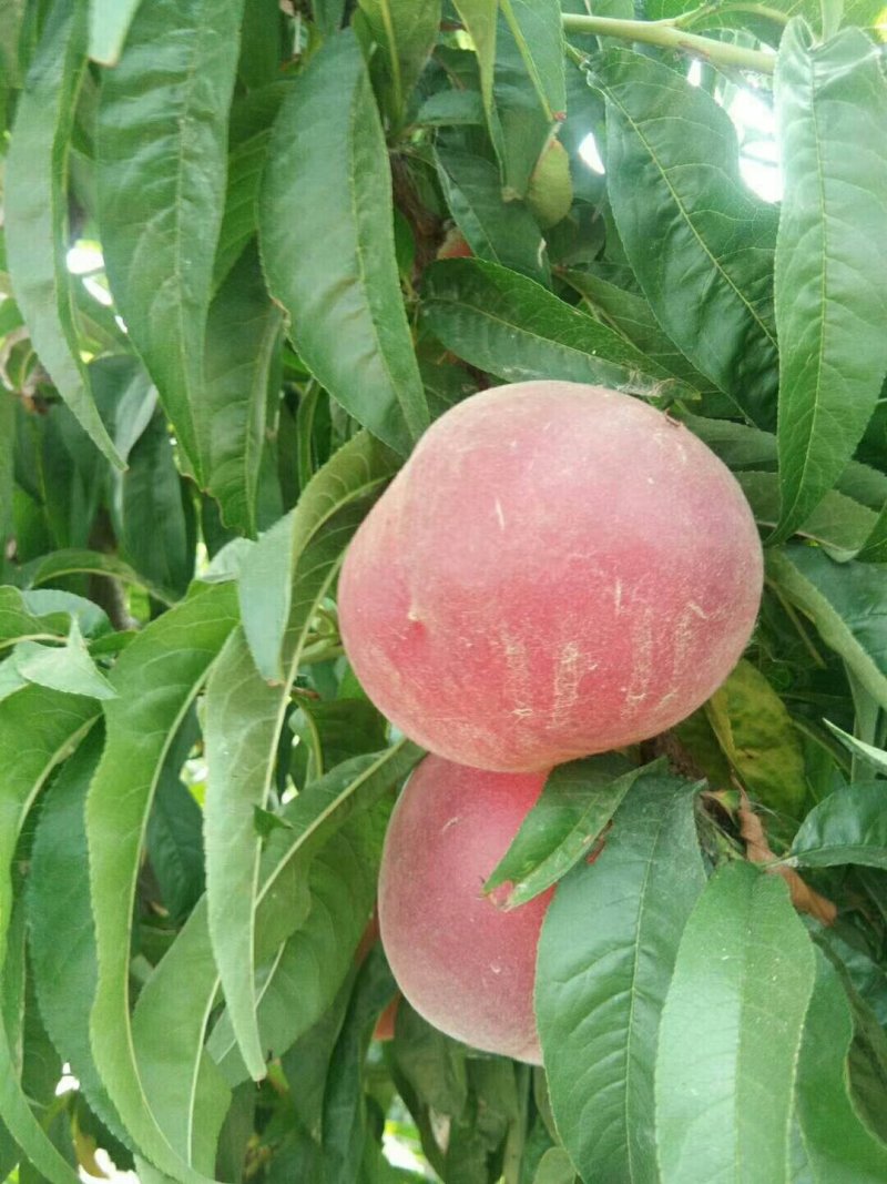 毛桃