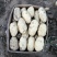 何兰十五，大量现货，质量好，价格便宜，供货量大