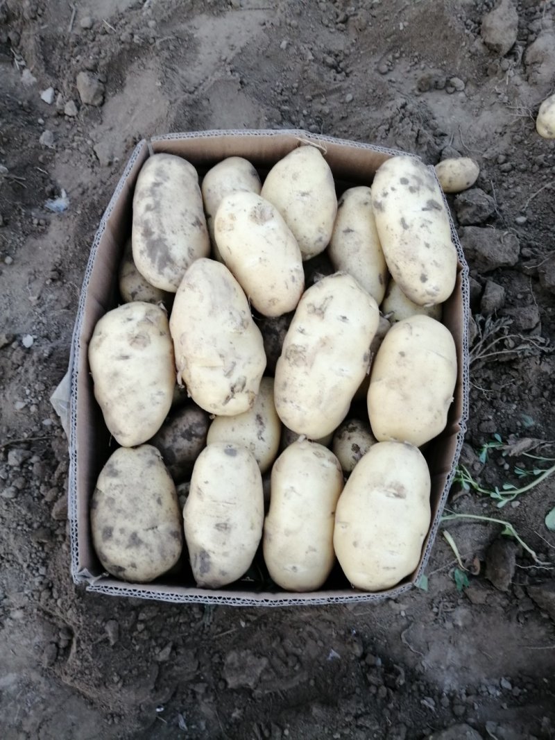 何兰十五，大量现货，质量好，价格便宜，供货量大