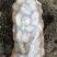 何兰十五，大量现货，质量好，价格便宜，供货量大
