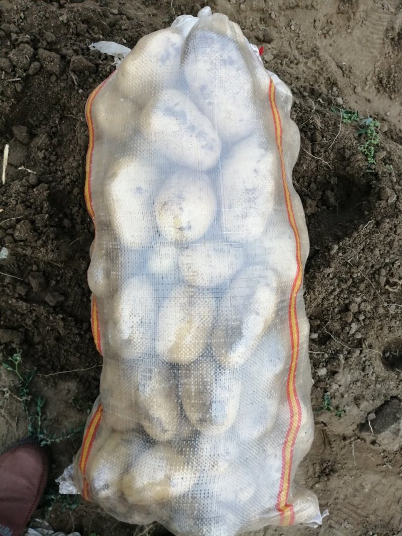 何兰十五，大量现货，质量好，价格便宜，供货量大