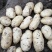 何兰十五，大量现货，质量好，价格便宜，供货量大