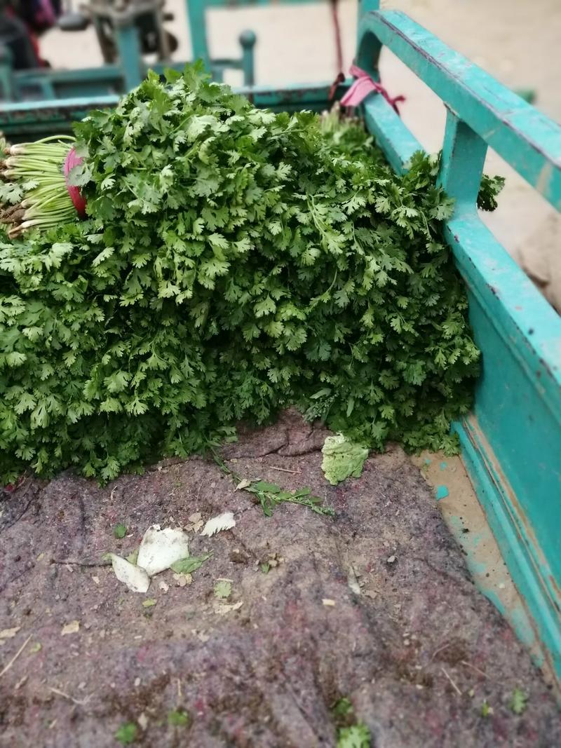 中叶铁杆青香菜25一30，30一45厘米，中，粗棵都有