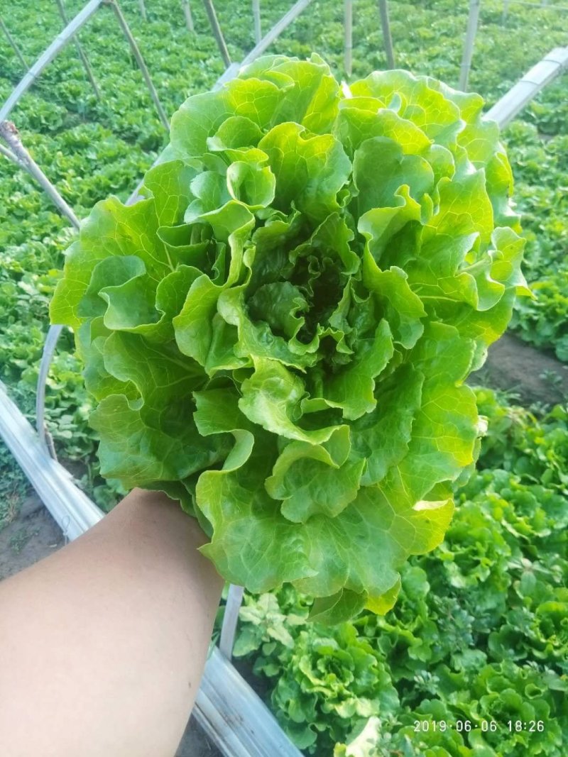 精品意大利生菜产地直供，按需分拣，提供任何包装