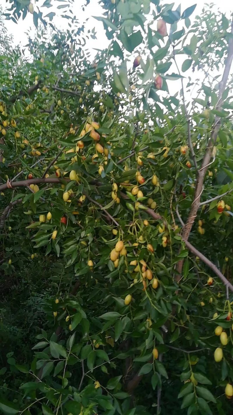 马牙枣山坡大枣嘎嘎甜的