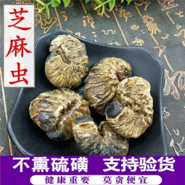 芝麻虫供应上千种中药材