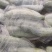 羊角蜜瓜，货源充足，1.6元