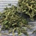 葎草律草供应上千种中药材