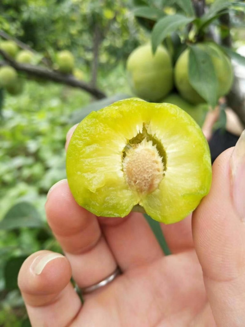 青脆李，脱骨李，