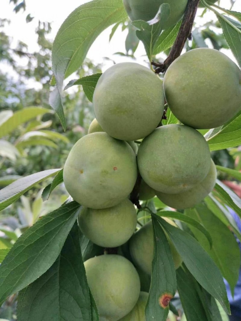 青脆李，脱骨李，