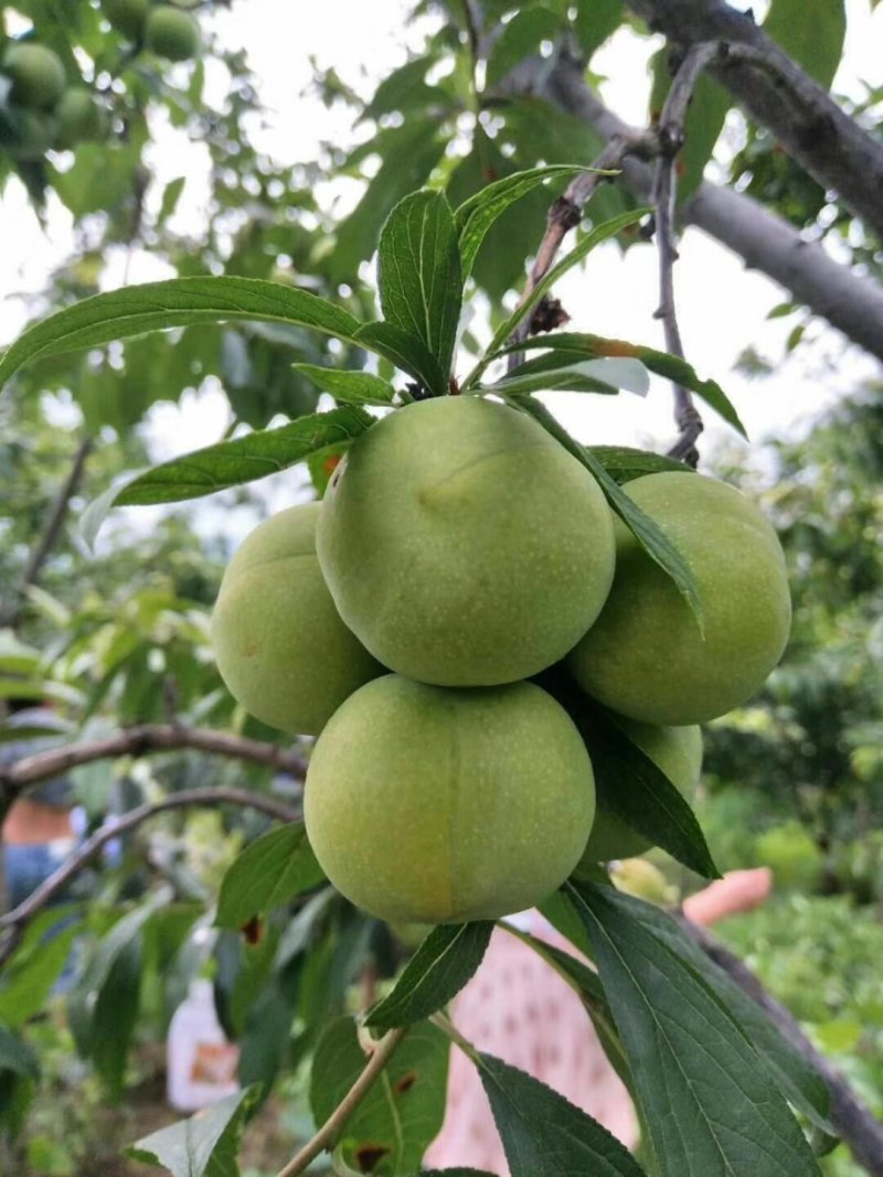 青脆李，脱骨李，