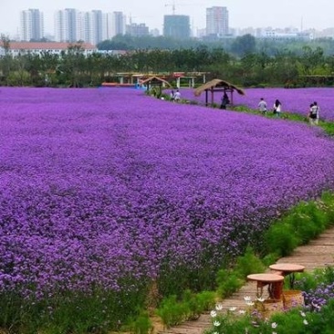 马鞭草种子柳叶马鞭草，宽叶马鞭草打造花海公园