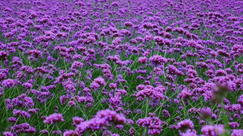 马鞭草种子柳叶马鞭草，宽叶马鞭草打造花海公园