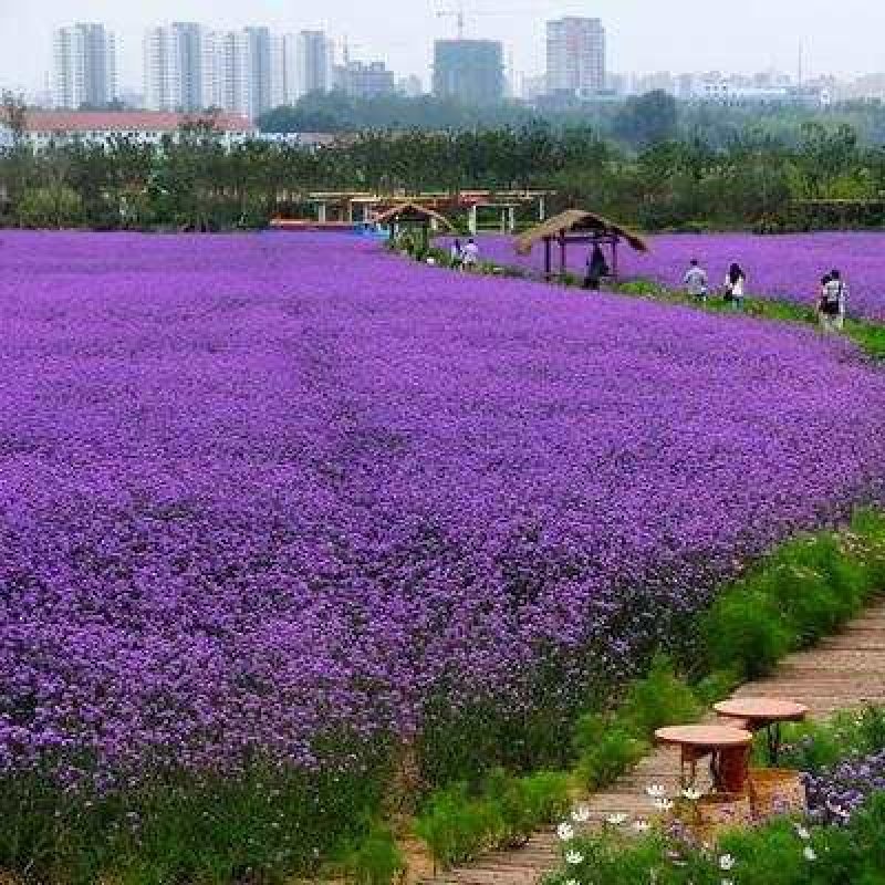 马鞭草种子柳叶宽叶花海花卉园艺品种