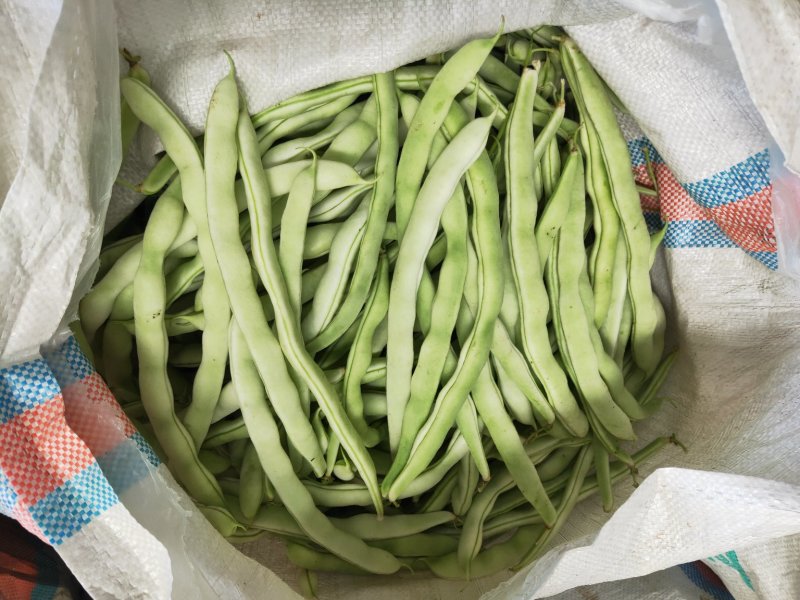 白豆角.白不老.质量好，.色泽好.