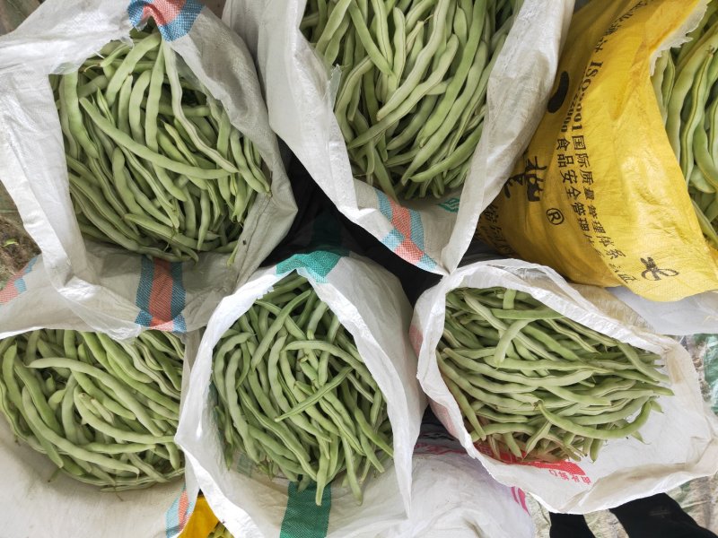 白豆角.白不老.质量好，.色泽好.