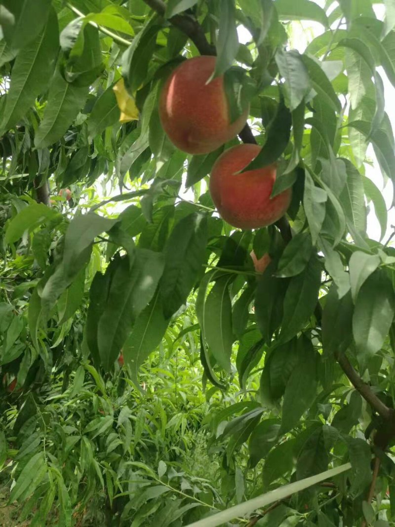 北京八号毛桃价格脆密王毛桃基地陕西毛桃产地