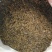 正宗绍兴梅干菜新货大量上市，做干菜扣肉用