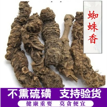 蜘蛛香供应上千种中药材