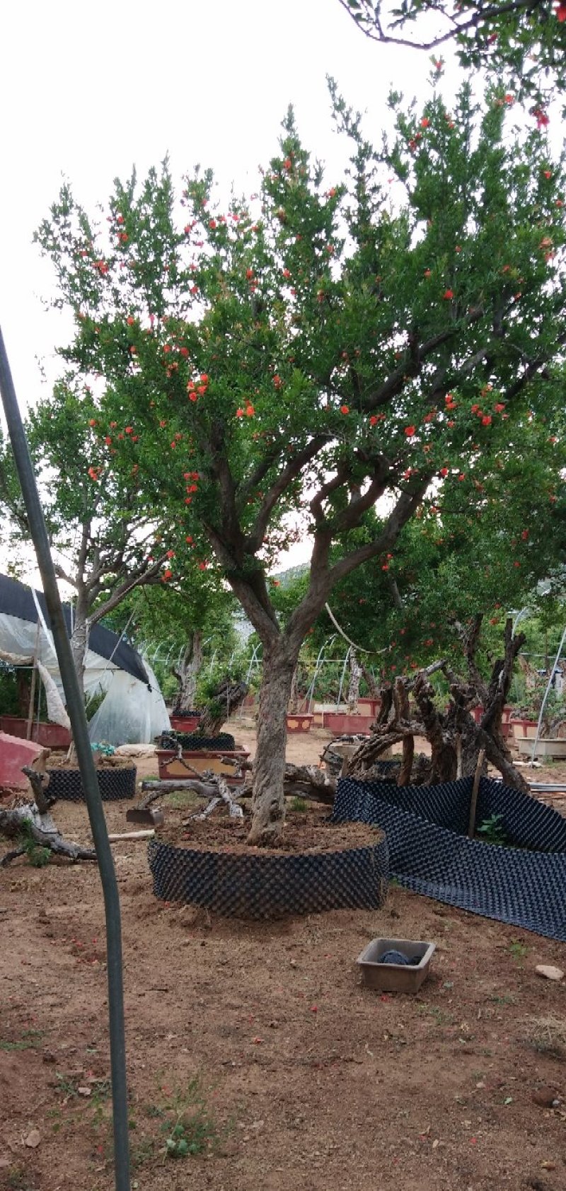 各种规格石榴树景观石榴盆景