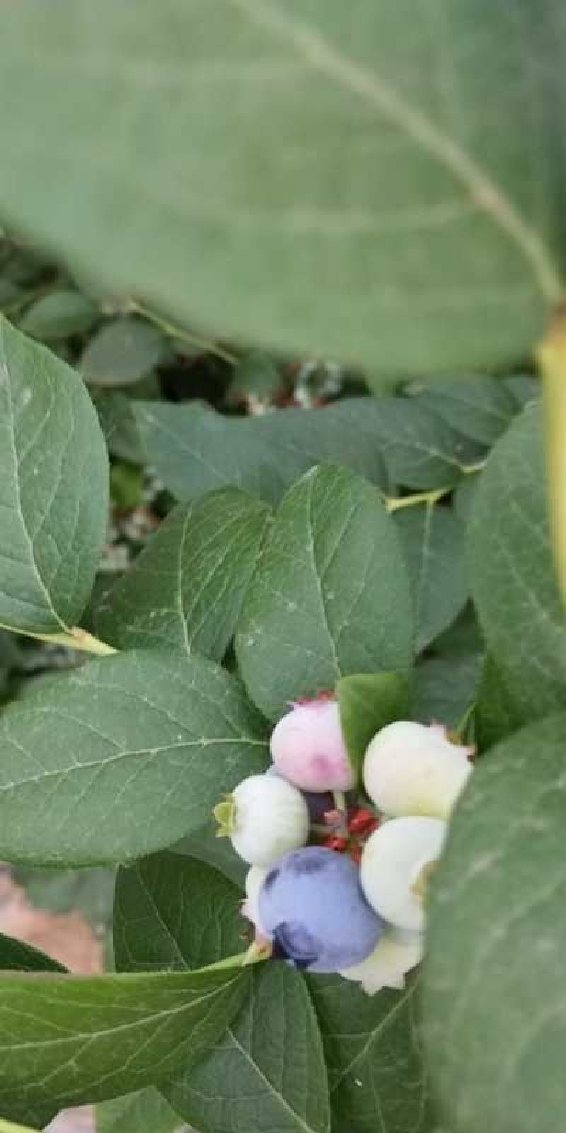 蓝莓苗蓝丰，薄雾，莱克西